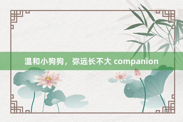 温和小狗狗,弥远长不大 companion